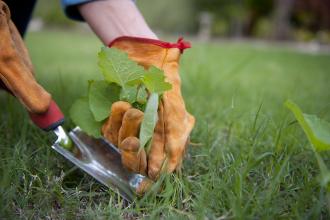 keep-the-weeds-out.jpg