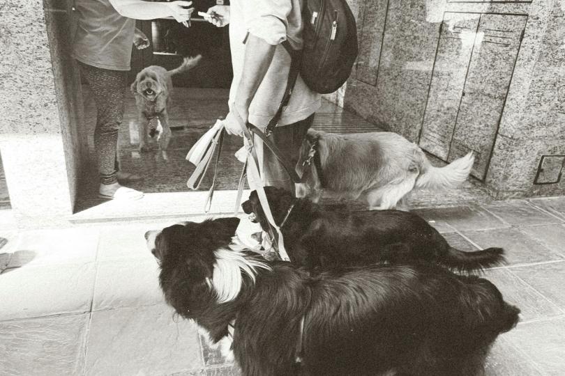 A person holds the leashes of several dogs while another person opens a doorway, with multiple dogs interacting near the entrance