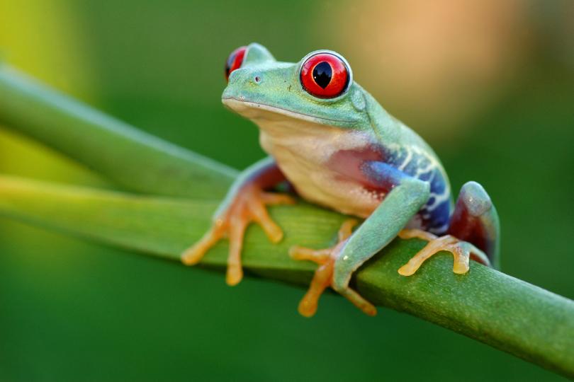 get-rid-of-the-frogs.jpg